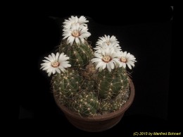 Gymnocalycium fleischerianum 403